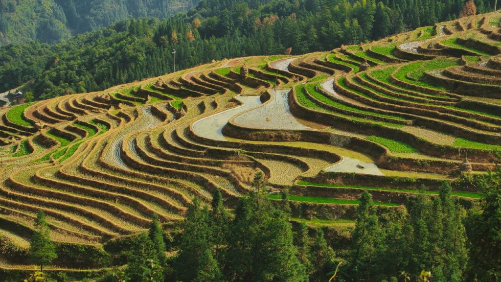 Stunning aerial shot of green rice terraces in a rural landscape, showcasing agricultural beauty.